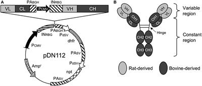 Anti-Bovine Programmed Death-1 Rat–Bovine Chimeric Antibody for Immunotherapy of Bovine Leukemia Virus Infection in Cattle